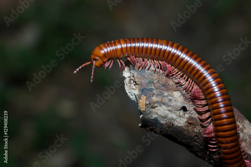 the millipede walking Out on a Limb
