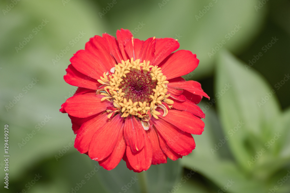 Red gerbera