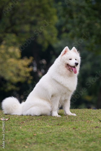 The samoyed "dog on the grass in the park