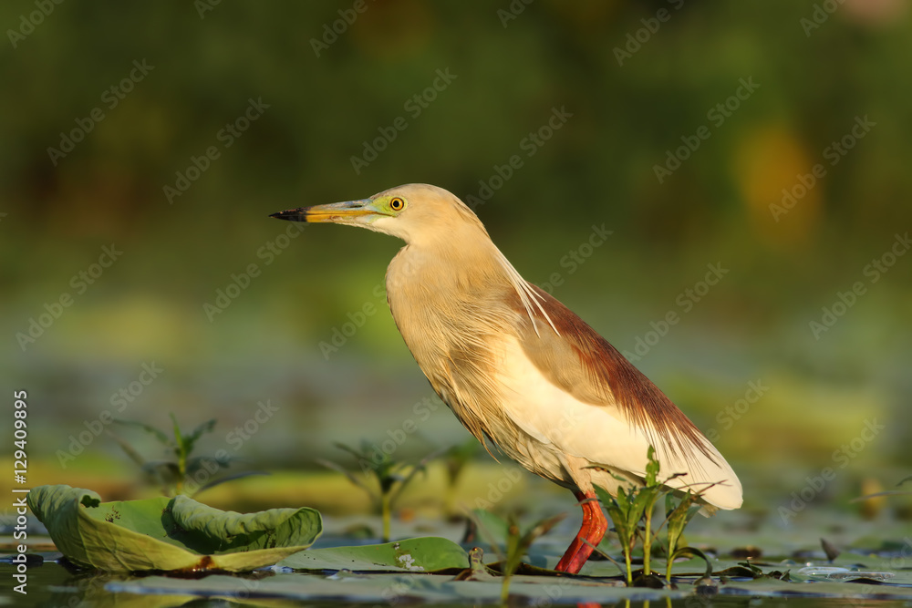 Obraz premium Indian Pond heron