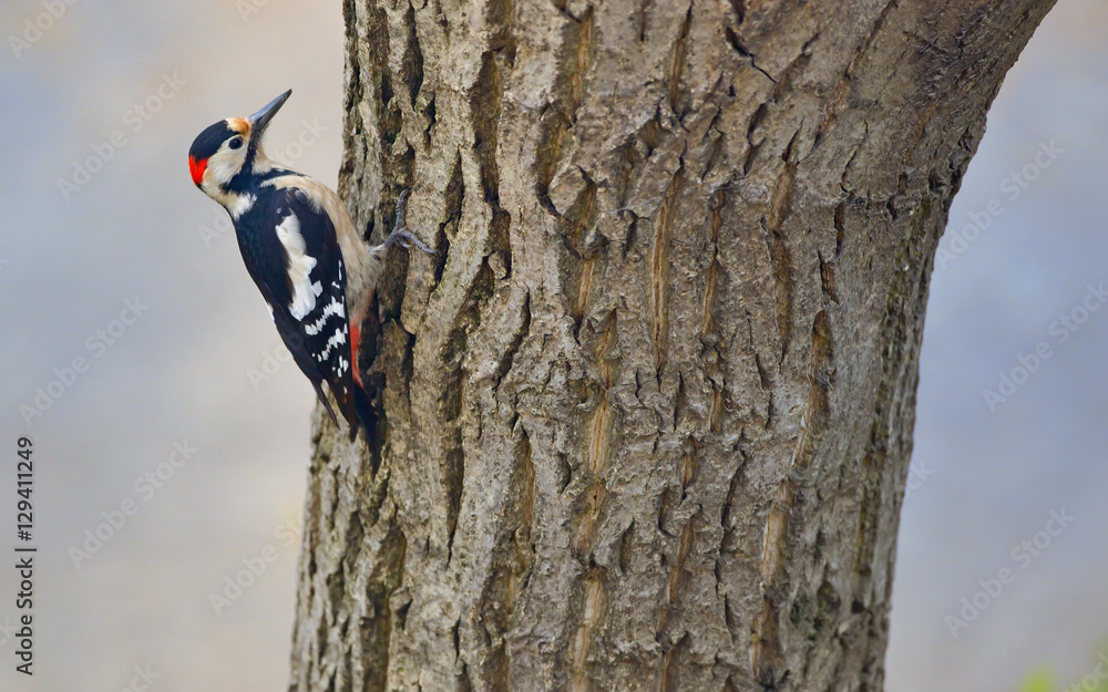 Male great spotted woodpecker (Dendrocopos major) Male great spotted woodpecker (Dendrocopos major)