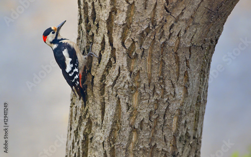 Male great spotted woodpecker (Dendrocopos major)