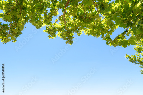 Close-up of tree leaves, backlit on blue sky background.