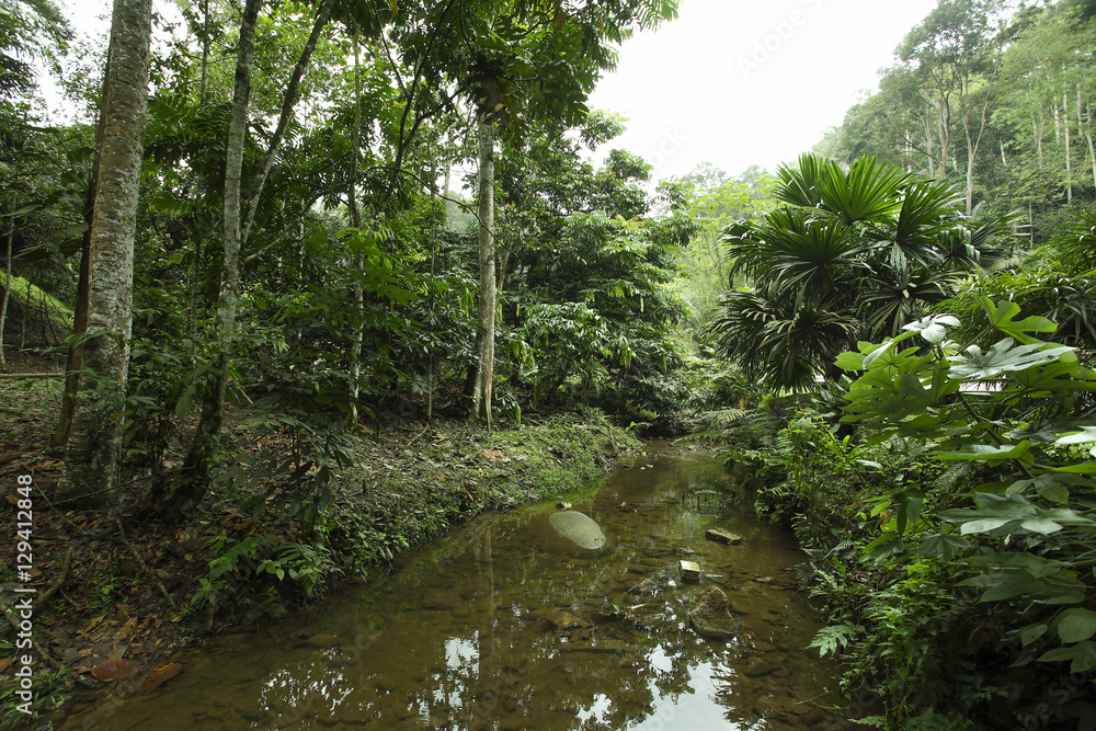 Fototapeta premium Landscape of a wild stream in National Park