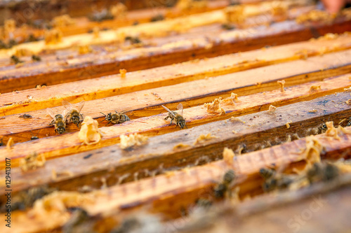 Close up view of the bees swarming on a honeycomb.