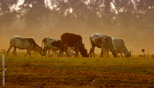 Cow herd grazing at Sunset
