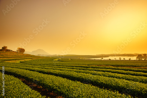 Sunrise view of tea plantation landscape © DN6