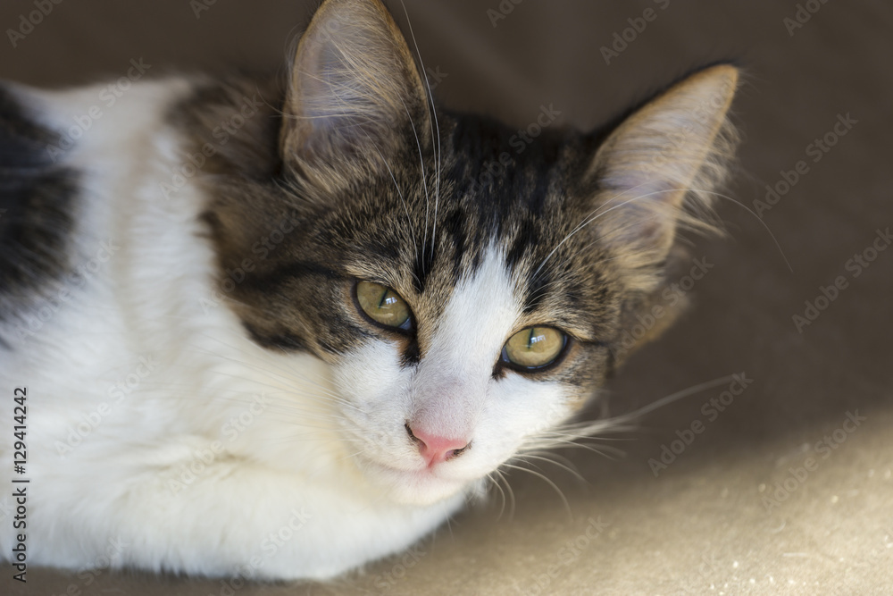 Cat Cat
