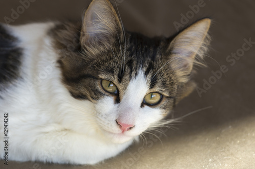 Εκτύπωση καμβά Cat