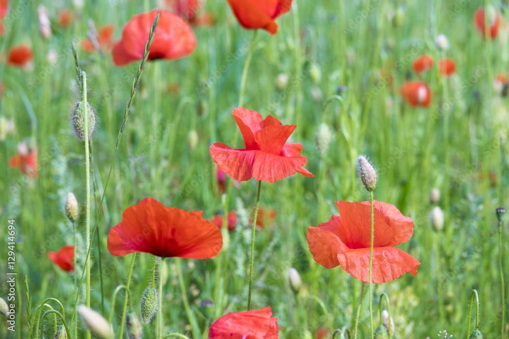 Obraz premium Vibrant red poppy flowers growing in green field in close-up. Beautiful nature detail.