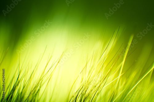 Abstract macro of fur in green tones. Shallow depth of field  artistic colors  decorative look.