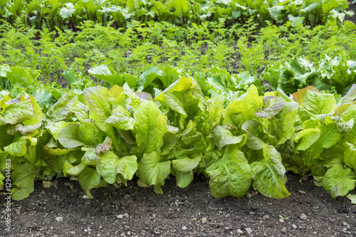 Lettuce and vegetables growing in garden. Rows of fresh plants ready for harvest.