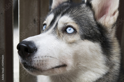Close up on blue eyes of a Siberian husky dog