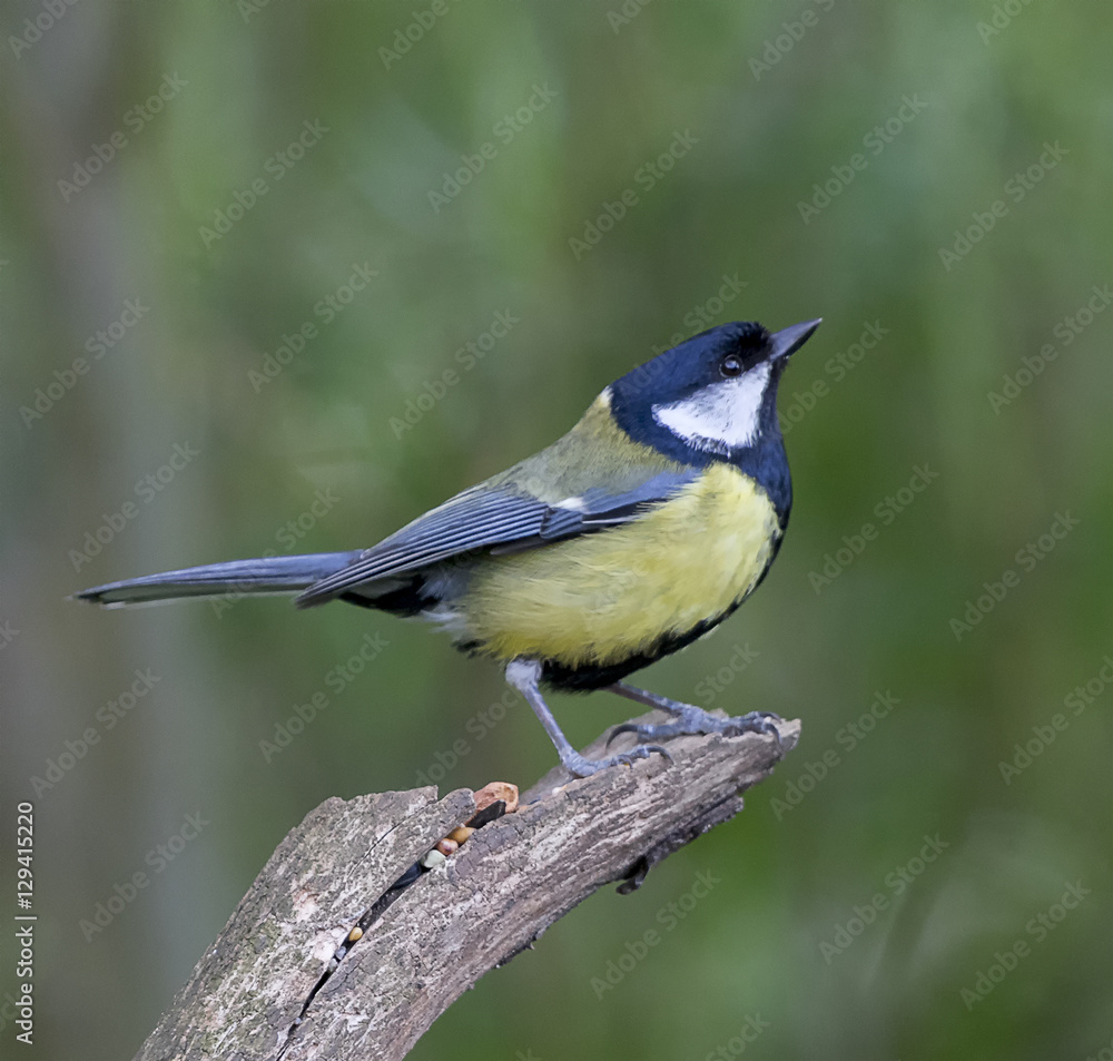Great Tit Great Tit