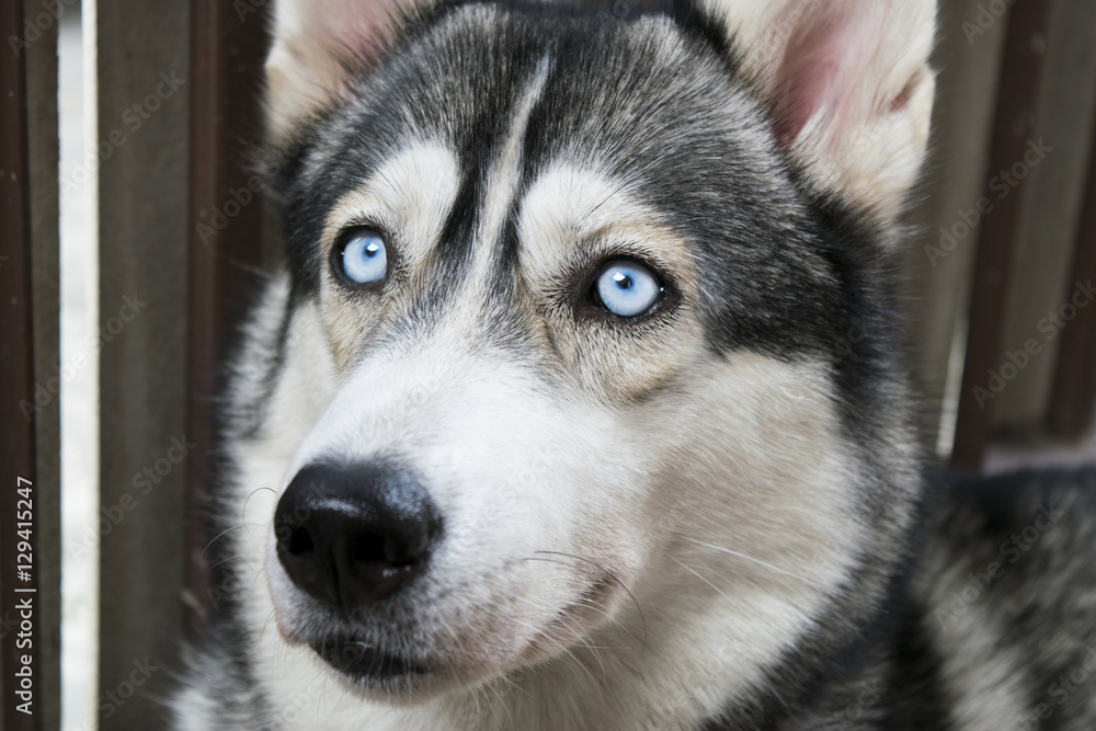 Close up on blue eyes of a Siberian husky dog
