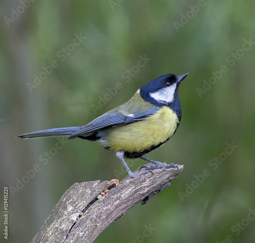 Great Tit © riachsion