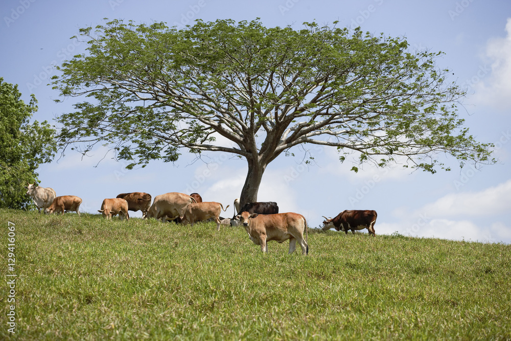 Cows Under A Tree In The Countryside.jpg