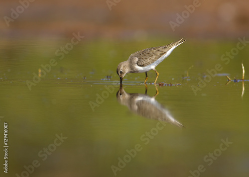 Temminck's Stint (Calidris temminckii)
