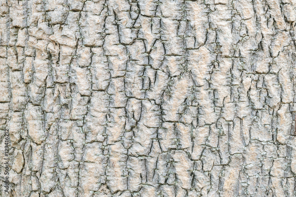 Closeup surface wood pattern at old cracked skin of trunk of tree textured background