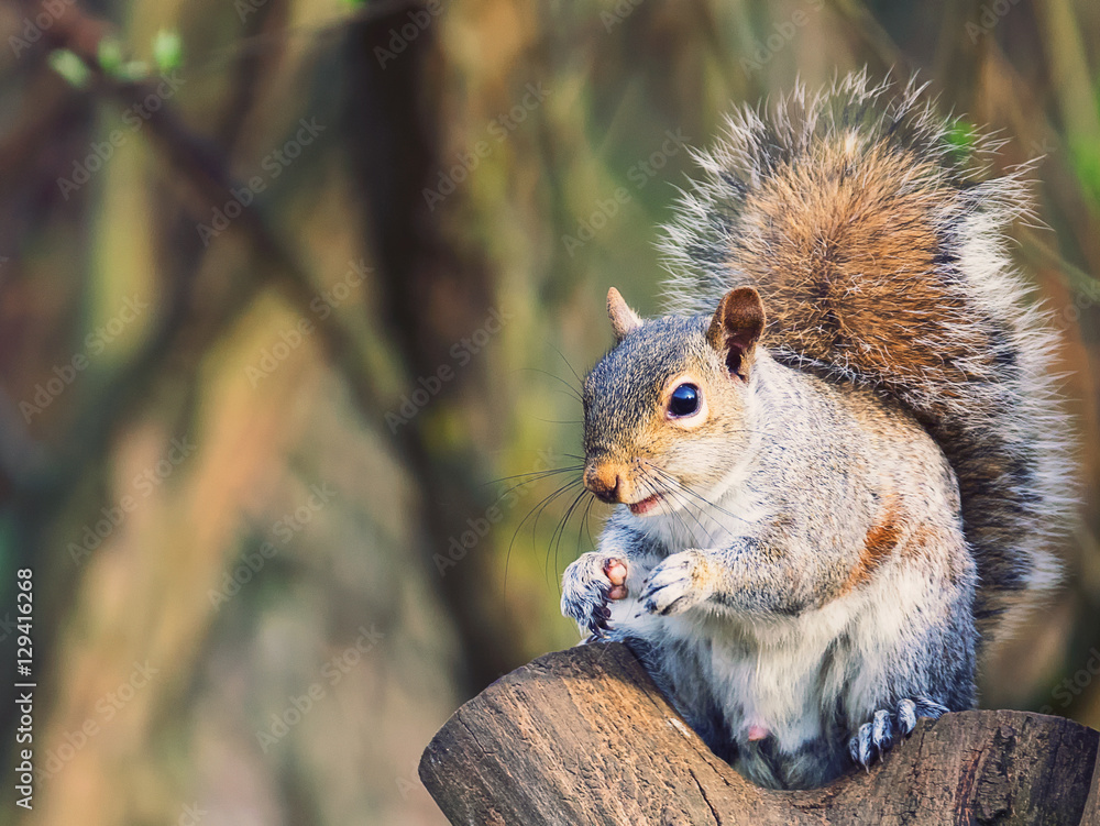 squirrel squirrel
