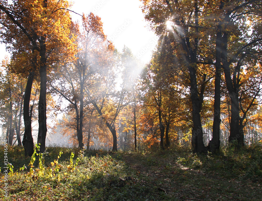 Naklejka premium autumn landscape