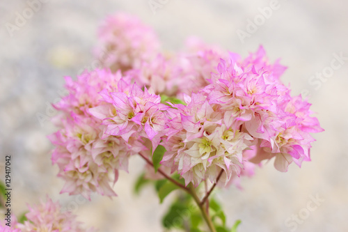 Stock Photo .Pink bougainvilleas background
