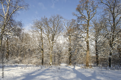 Landscape of winter forest
