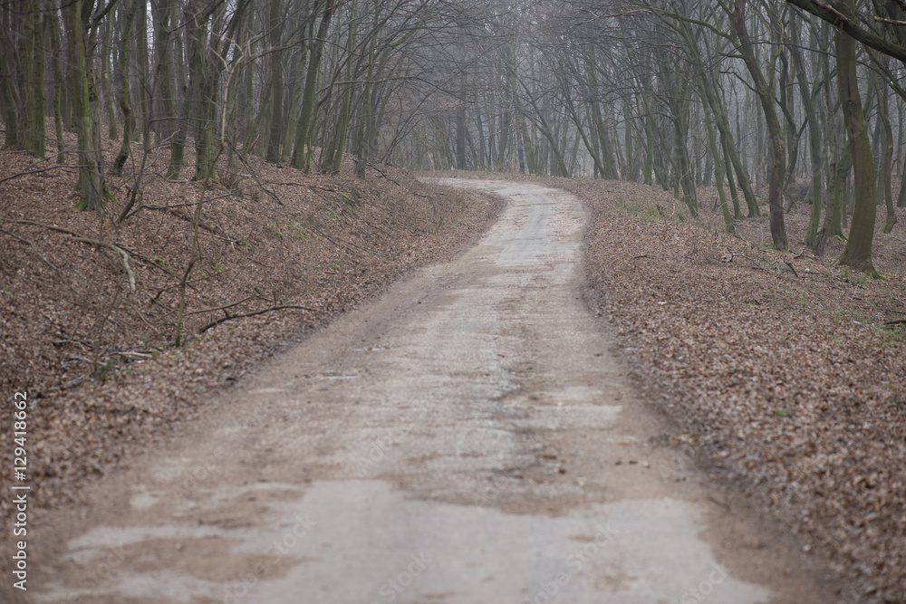 Obraz premium Country road through forest