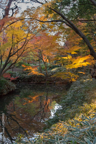 Japanese park in Autumn