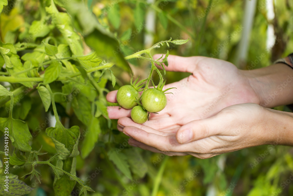 Tomato harvest. Tomato harvest.