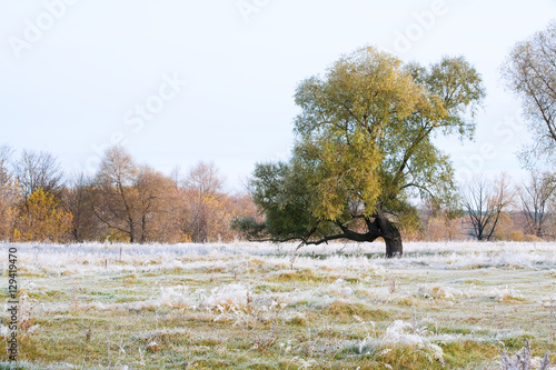 grove in autumn