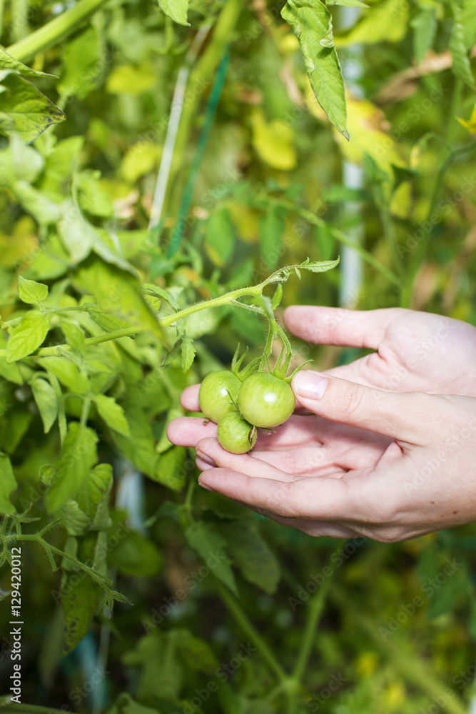 Tomato harvest. Tomato harvest.