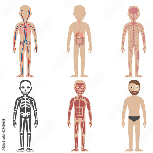 Illustration of the human body systems