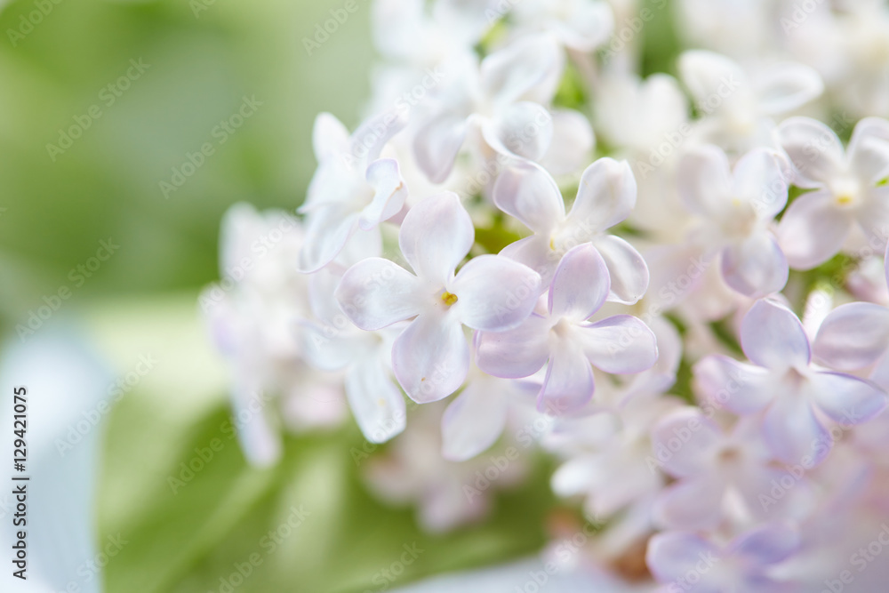 nice lilac nice lilac