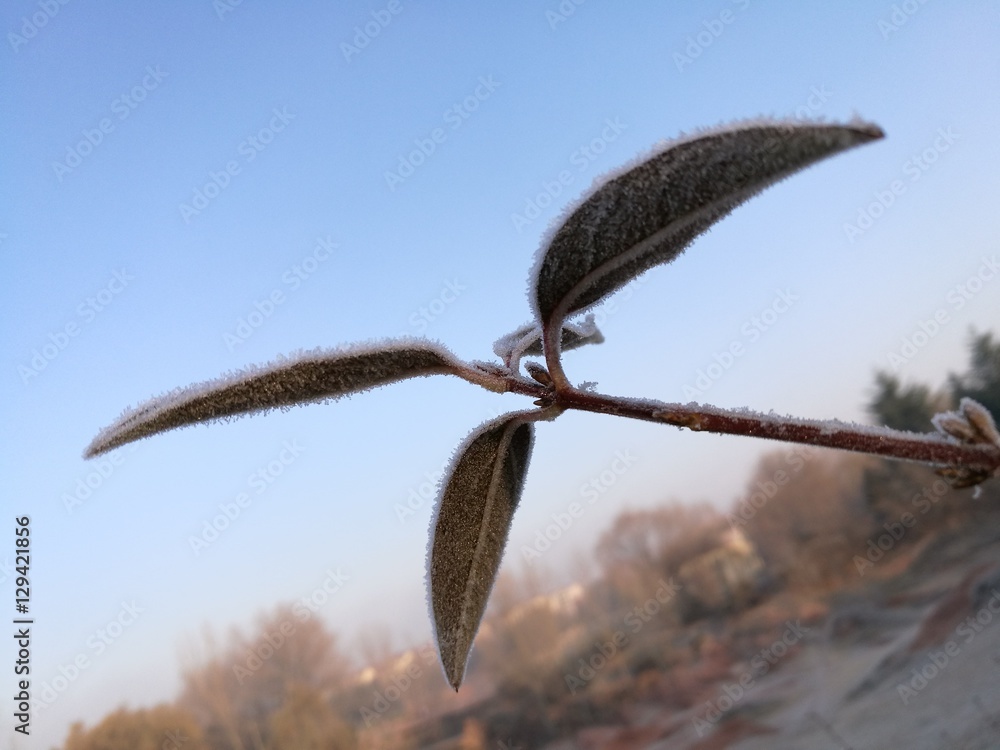 Fototapeta premium branch in winter