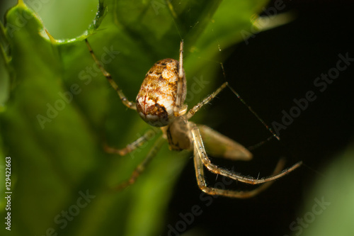 Spider on the web, macro