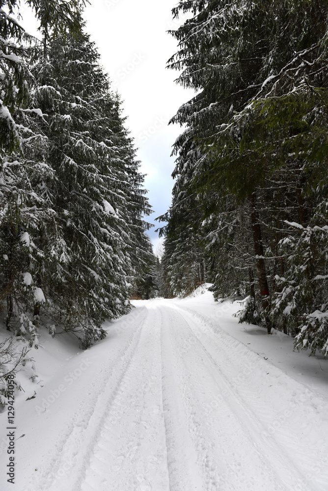 Obraz premium Winter landscape in the forest with snow covered trees