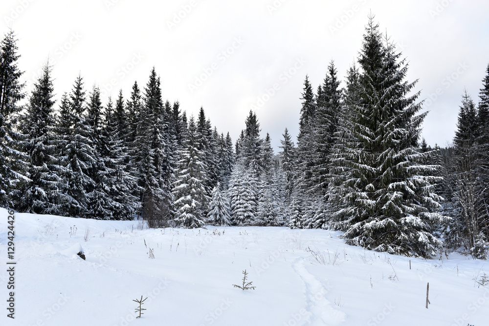 Winter mountain forest landscpae