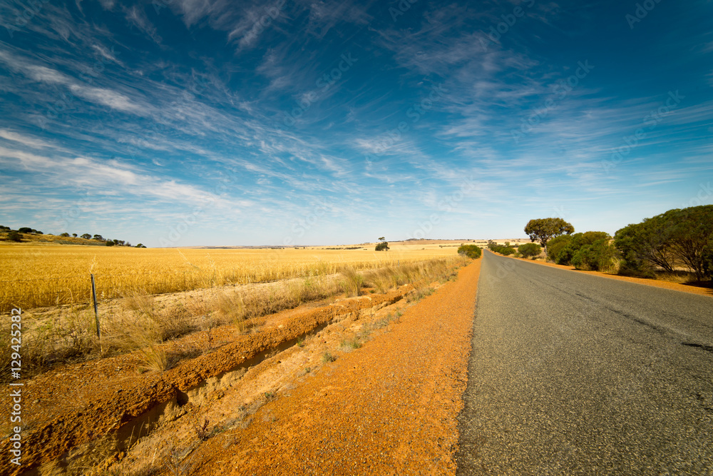 Golden wheat field, road through, blue sky