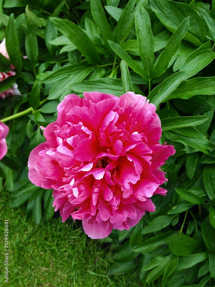 pink flower3