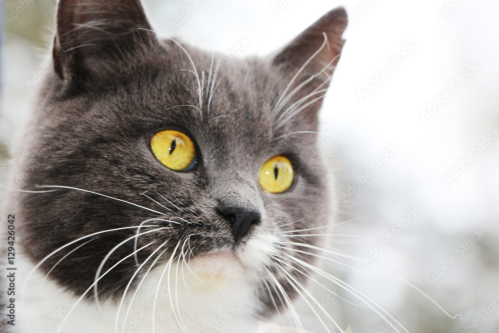 face gray cat close-up