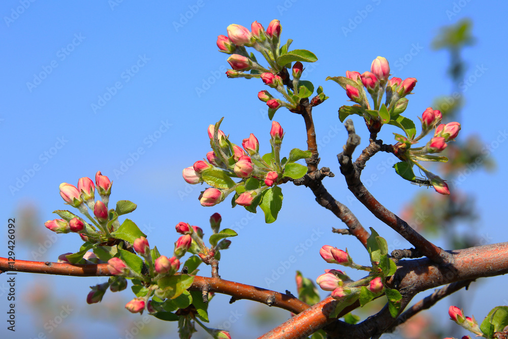 Naklejka premium blooming apple tree