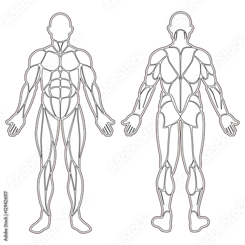 Human body muscles silhouette