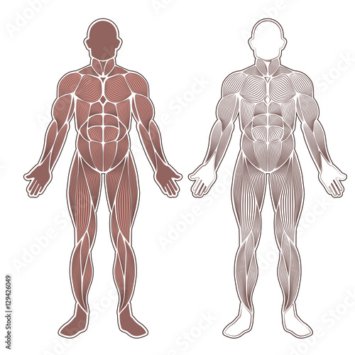 Human muscles silhouette