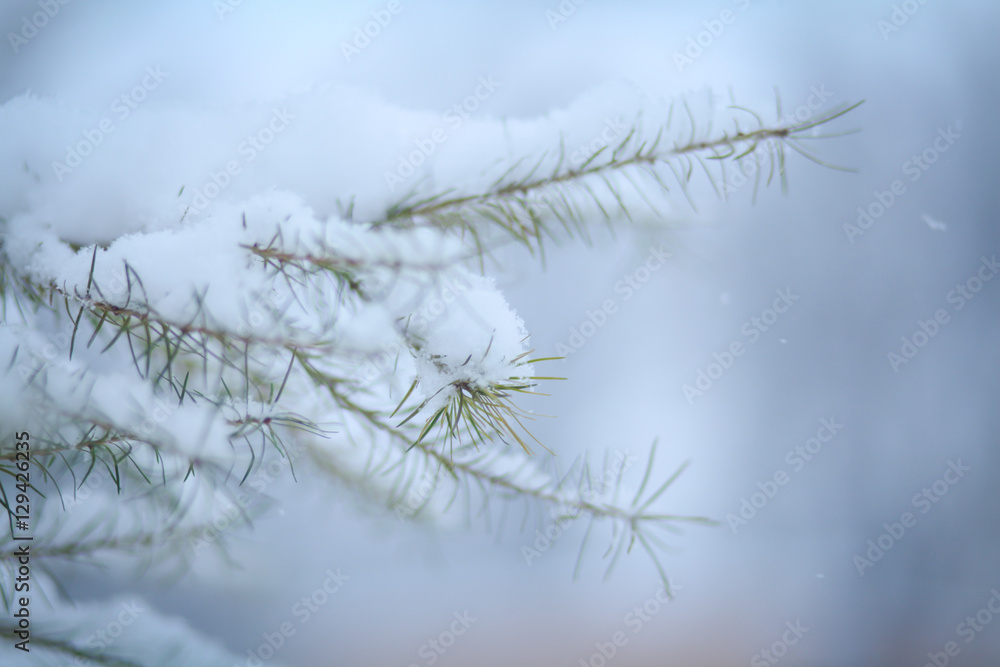ветка ёлки в снегу 