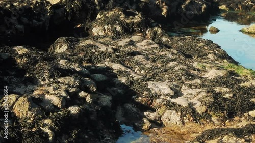 Wallpaper Mural Algae covered beach boulders at low tide with rock pools and limpets.  Torontodigital.ca