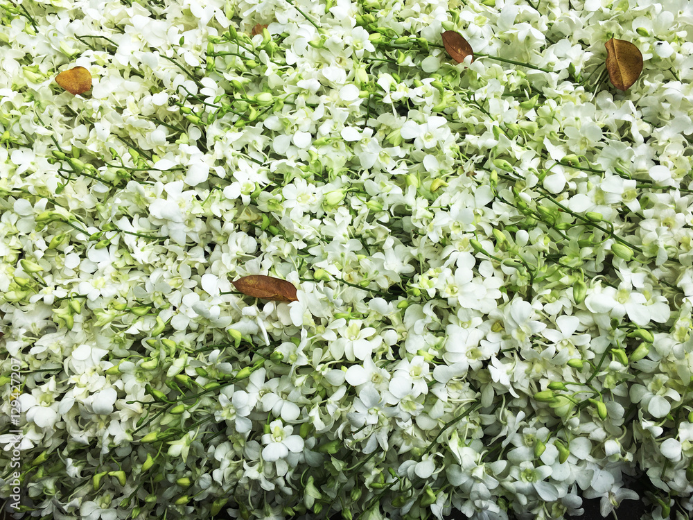 Fototapeta premium White Orchid flower branch known as butterfly orchid Phal short