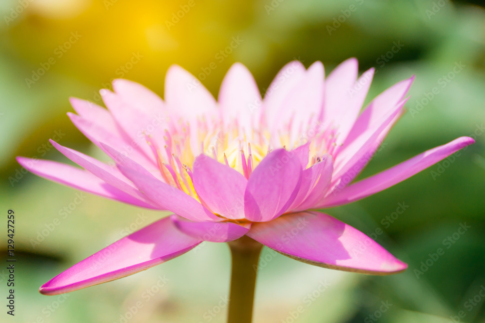 pink lotus or water lily in the garden with flare pink lotus or water lily in the garden with flare