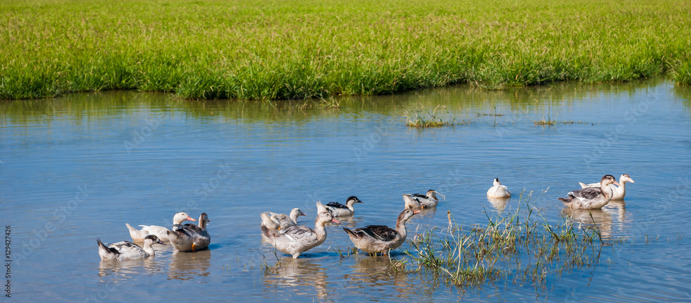 Canards mulard désherbant des rizières bio. Canards mulard désherbant des rizières bio.