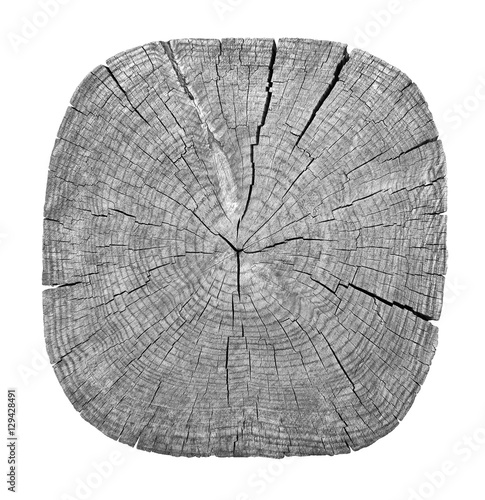 Cross section of tree trunk showing growth rings on white background. wood